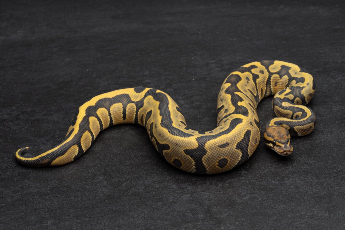 konomichi tweet media