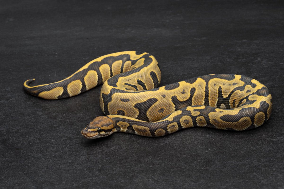 konomichi tweet media