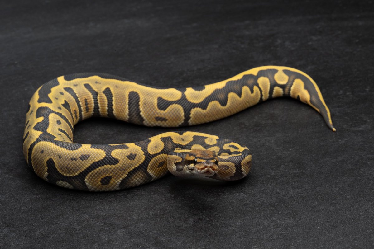 konomichi tweet media