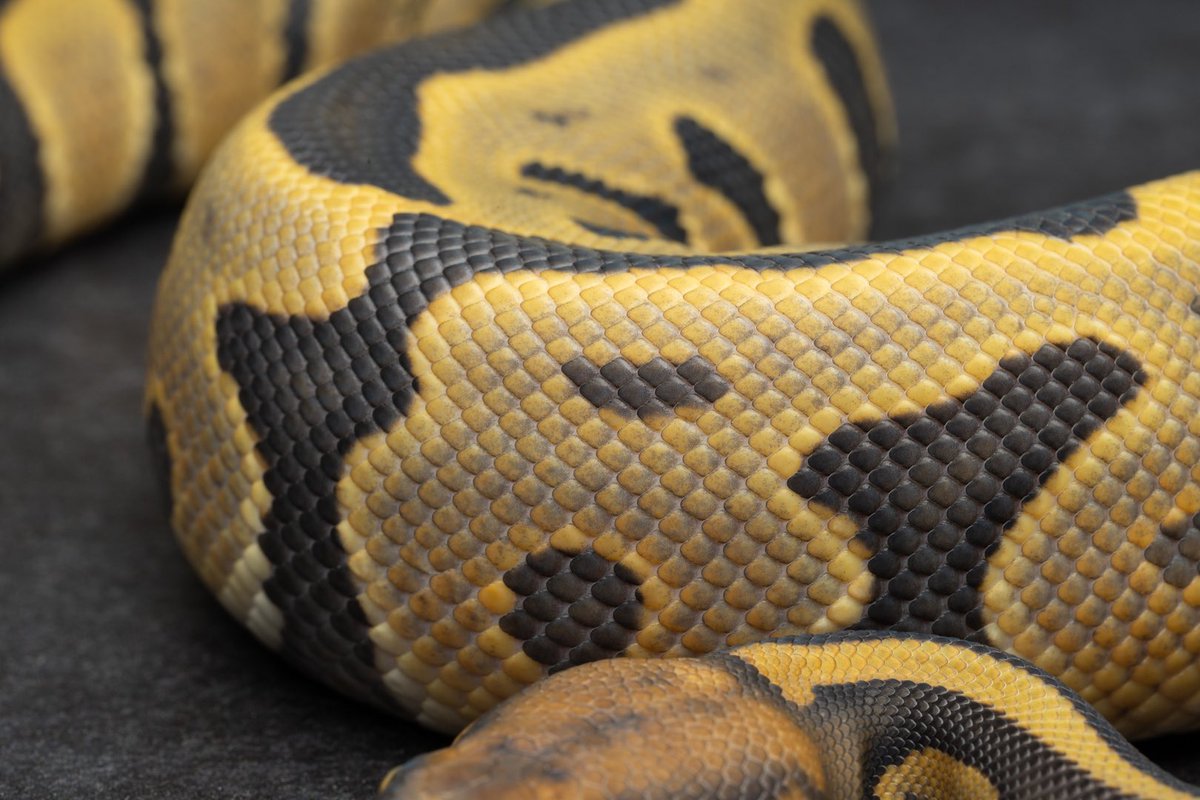 konomichi tweet media