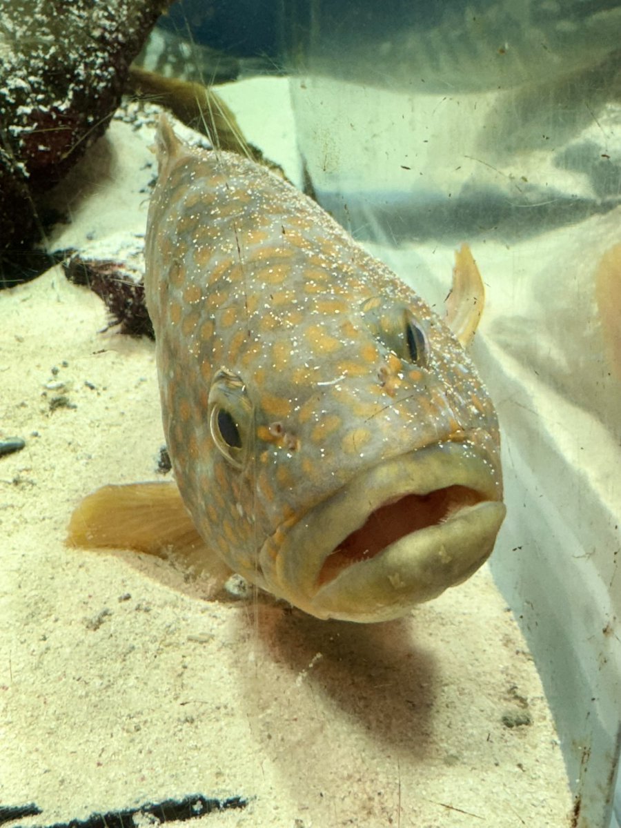 釣り人3年生的
#鳥羽水族館 おすすめポイント3📍
寝てる？な #アコウ が見れる🐟

とぉ〜ってもいいサイズでしたぁ😏←