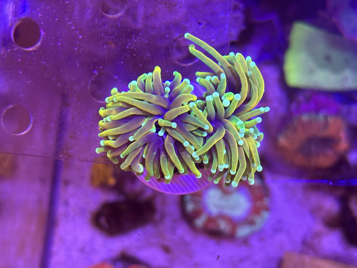 海水魚用品 cote 海水魚】ゴールデンタイガーブレニー (1匹)4-5cm前後(サンプル