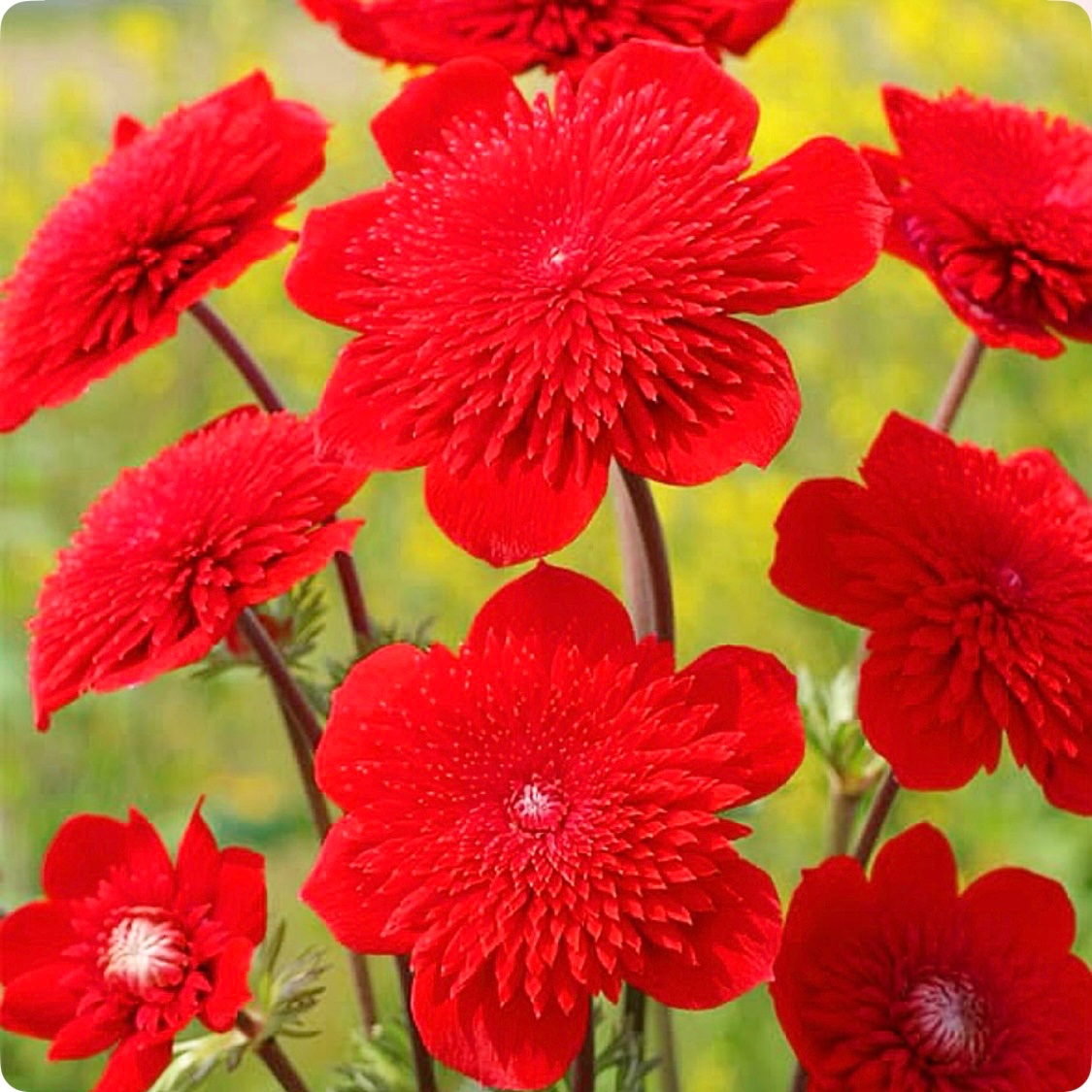 希少、幻のアネモネ⁉️】 地中海原産のコロナリアの選抜品種、吹き詰め