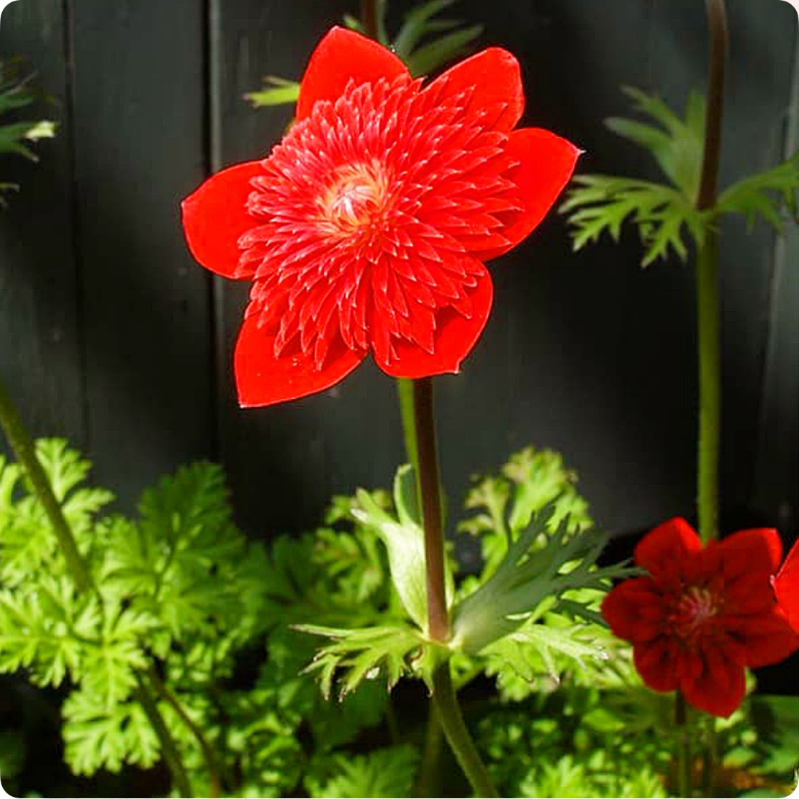 希少、幻のアネモネ⁉️】 地中海原産のコロナリアの選抜品種、吹き詰め