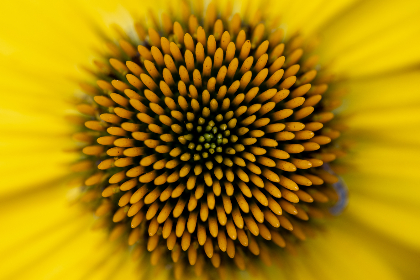 The CARV SVM Chain is an AI agentic infrastructure that extends SVM's capabilities onto Ethereum. It leverages zk-technology and Trusted Execution Environments (TEE) to ensure data privacy and security.