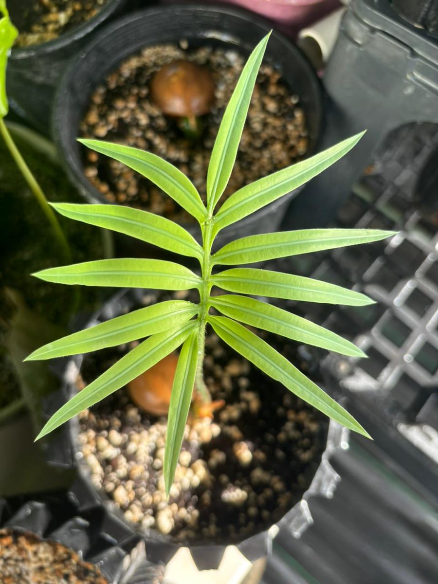 New year, new leaf! Check out these Fadang (𝘊𝘺𝘤𝘢𝘴 𝘮𝘪𝘤𝘳𝘰𝘯𝘦𝘴𝘪𝘤𝘢) which is listed as threatened by United States Fish and Wildlife Service (USFWS) and endangered by The International Union for Conservation of Nature (IUCN).

#endangered #flora #conservation