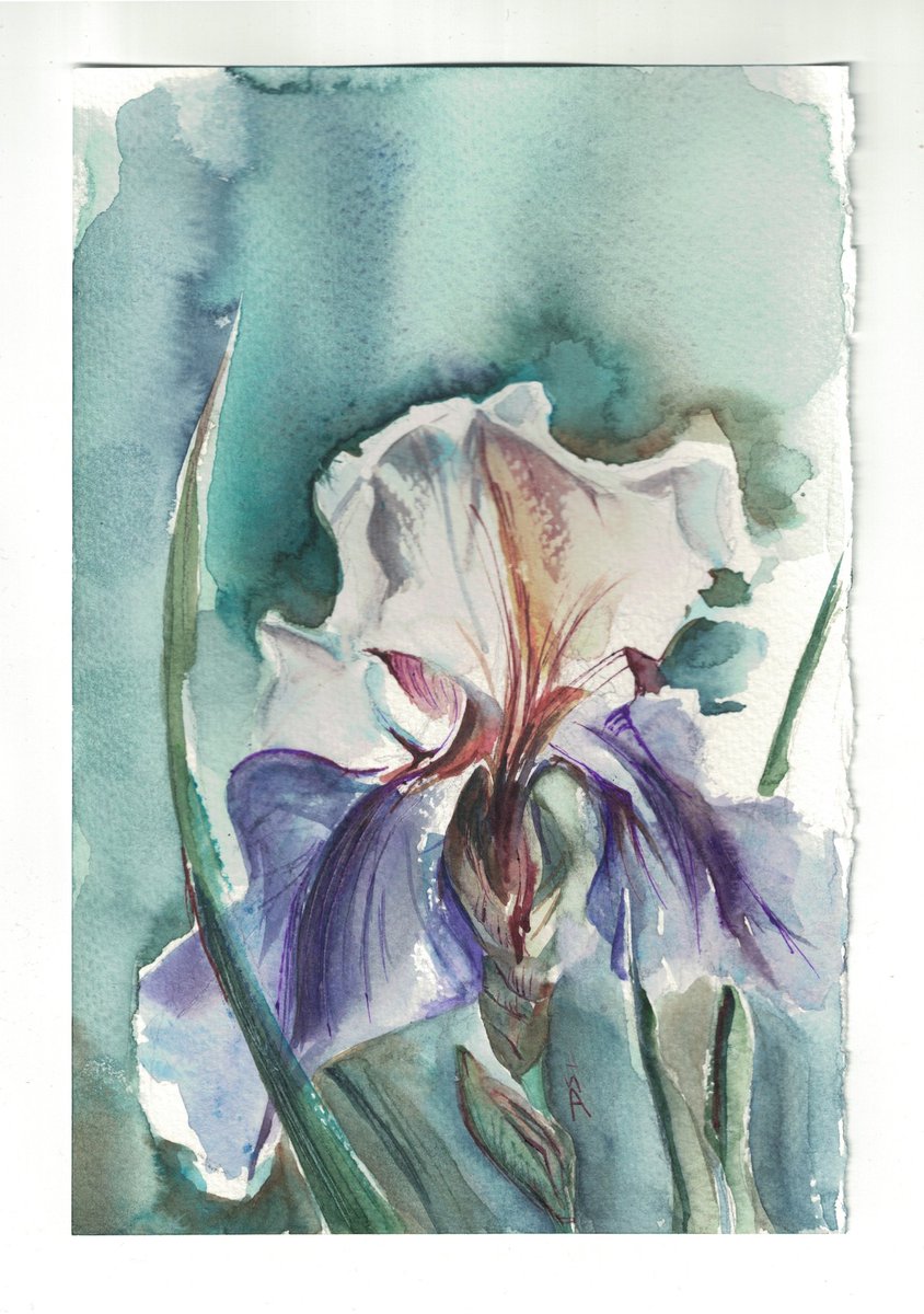 Iris #watercolour #watercolor #floral