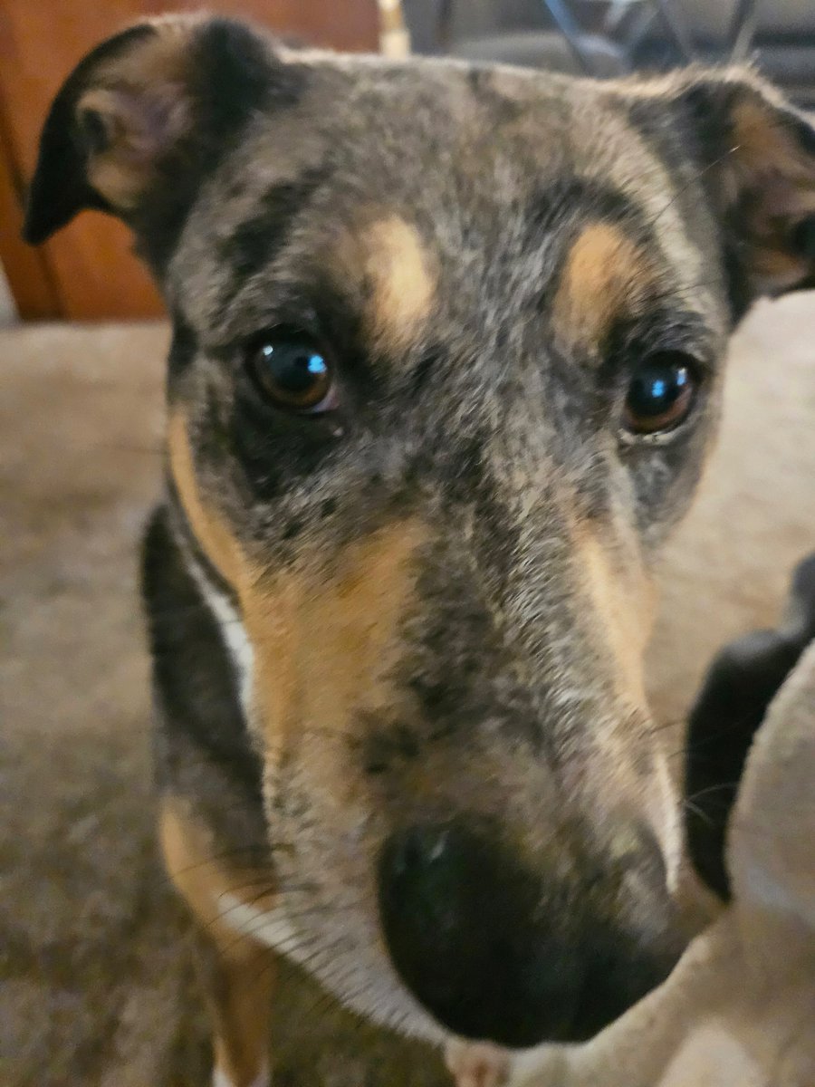 ScrubbedOut's tweet photo. Zeus will once again be in attendance a mere 10 minutes away from the Afterburner venue, however he is barred from entry from all events in the state due to property destruction https://t.co/2c2d4qstV3