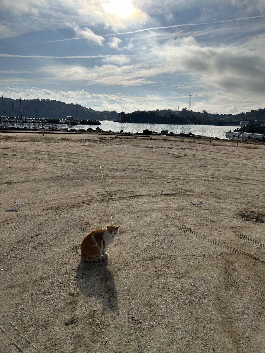 「五香宮の猫」宮崎キネマ館 は明日1/9まで、新潟シネ・ウインドは 1/17まで。今週金曜日1/10から宇都宮ヒカリ座（２週間限定） 、長野相生座・ロキシー （２週間限定）、別府ブルーバード劇場（１週間限定）で上映開始です。本作のソフト化や配信は未定です。ぜひ劇場で。
gokogu-cats.jp