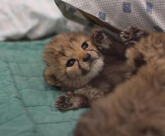 floolpulse's tweet image. Born on International Cheetah Day 2024, $FLOOL is here to sprint past the crypto competition! 🐆🌍💎 Ready to run? Join the movement now!

#FLOOL #MemeToken #BornToRun