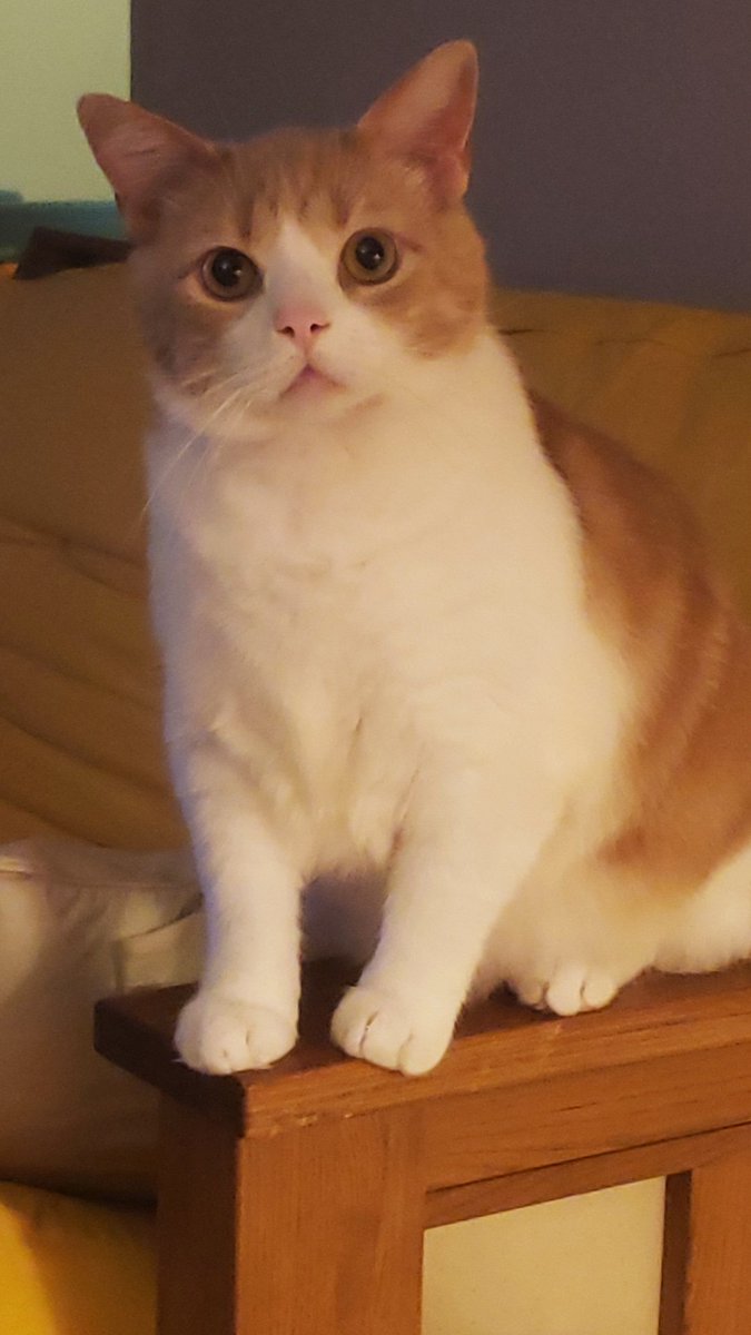 stonebutchguts's tweet image. PLEASE LOOK! 
we are a disabled family who can't get out of poverty. PLS HELP US!
We need:
1) meds not covered by insurance approx. every week
2) groceries every week 
3) medical supplies (needed asap). 
$smallmouse7 cc
@/ezramordechai pp
THANK YOU 🫂💜🙏