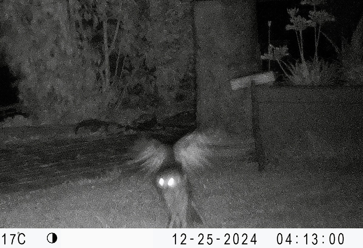 This ruru was up bright and early on Christmas Day, ready to catch its breakfast 🦉 The soft, serrated edges of their feathers allow them to fly silently, surprising their prey—ranging from large insects to small mammals like mice. #birds #wildlife #ruru
