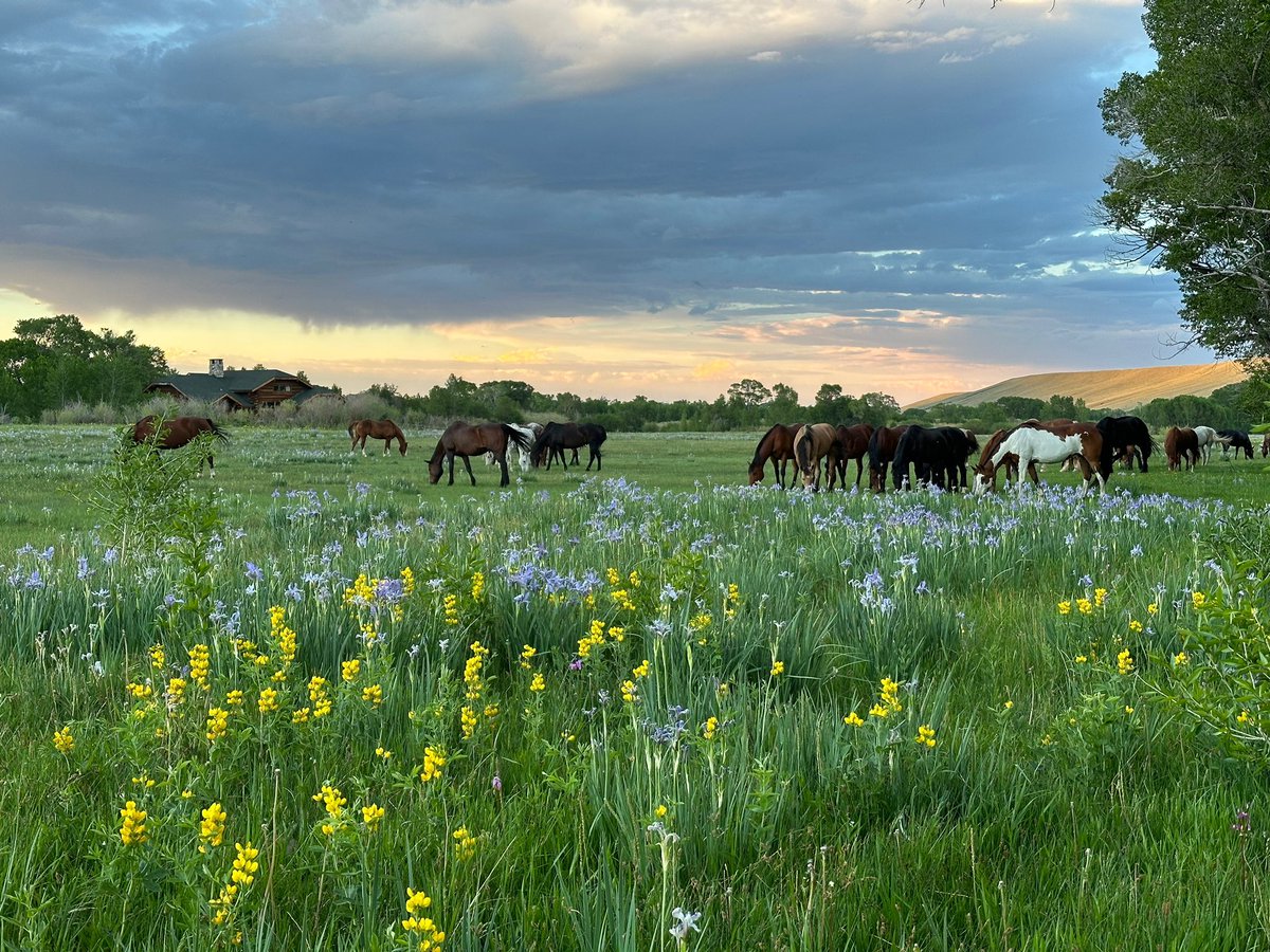 Write &amp; Ride Retreat! 
For seasoned authors, writers in progress, and those who simply love books … and horses, of course! May 18-24, 2025. 
Join me at the ranch!
#writersretreat #ranchlife #horseretreat