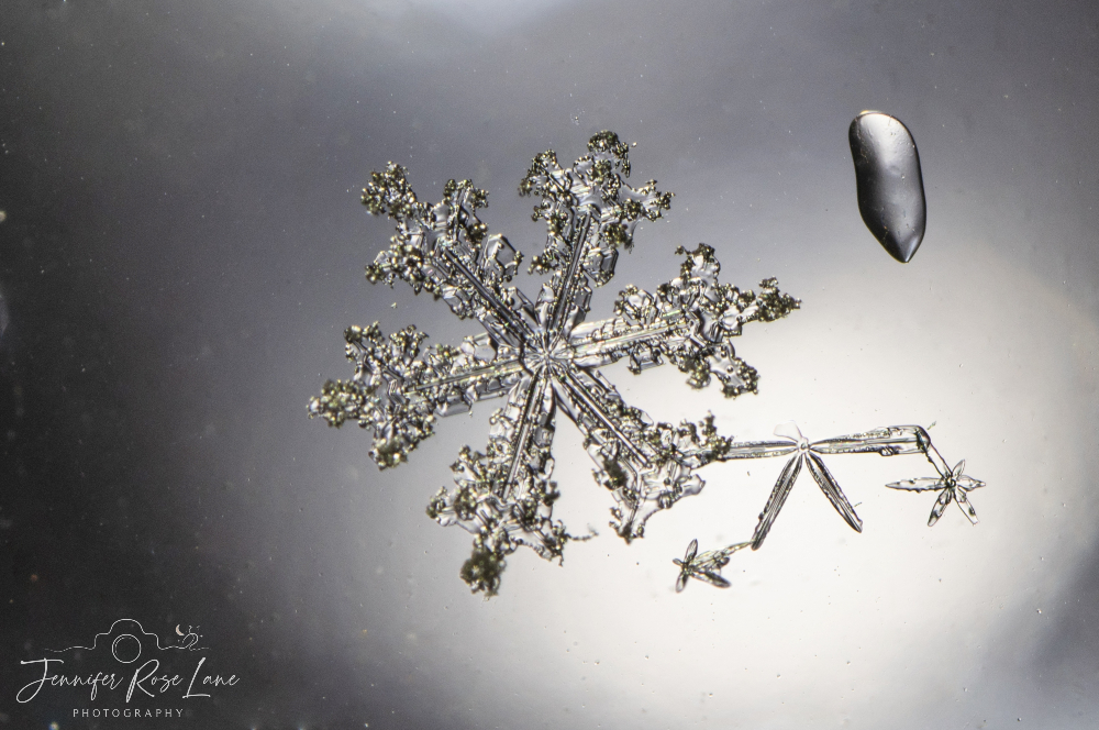 Jennifer Rose Lane (@jens_starry_sky) on Twitter photo Just a few of the many, many, MANY snowflakes that have fallen this week 😆❄️ #winter #macro #snowcrystals #WV #WVweather <a href="/ThePhotoHour/">#ThePhotoHour</a> <a href="/SnowHour/">#SnowHour ⛄</a> <a href="/MacroHour/">#MacroHour 🌿</a> <a href="/WSAZBrandon/">Brandon Butcher</a> <a href="/SpencerWeather/">Spencer Adkins</a> <a href="/JoshFitzWx/">Josh Fitzpatrick ❄️</a> Just a few of the many, many, MANY snowflakes that have fallen this week 😆❄️ #winter #macro #snowcrystals #WV #WVweather <a href="/ThePhotoHour/">#ThePhotoHour</a> <a href="/SnowHour/">#SnowHour ⛄</a> <a href="/MacroHour/">#MacroHour 🌿</a> <a href="/WSAZBrandon/">Brandon Butcher</a> <a href="/SpencerWeather/">Spencer Adkins</a> <a href="/JoshFitzWx/">Josh Fitzpatrick ❄️</a>