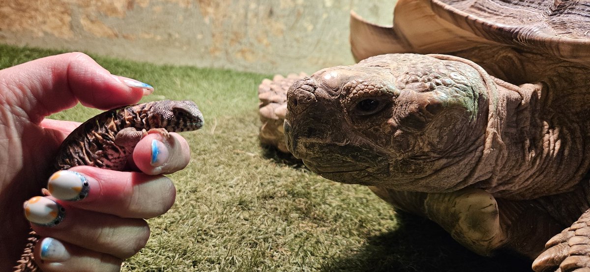 Waffles_Tort's tweet image. So this is the one mom made such a big deal about. Listen up, runt! I'm the original "big deal" here!