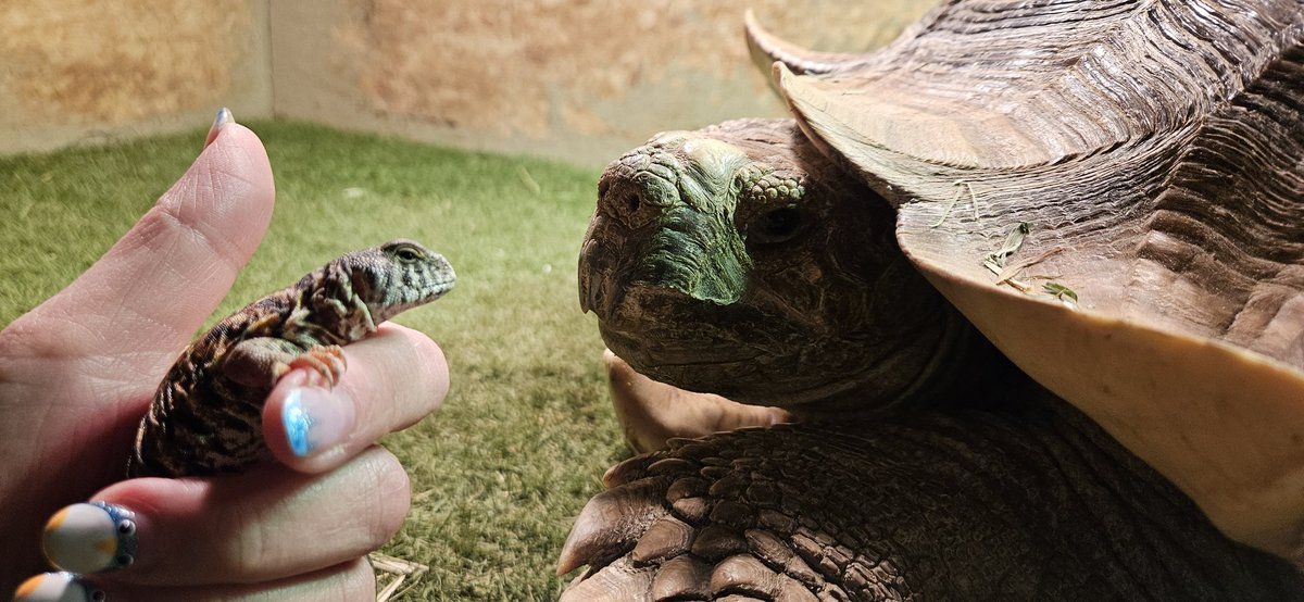 Waffles_Tort's tweet image. So this is the one mom made such a big deal about. Listen up, runt! I'm the original "big deal" here!