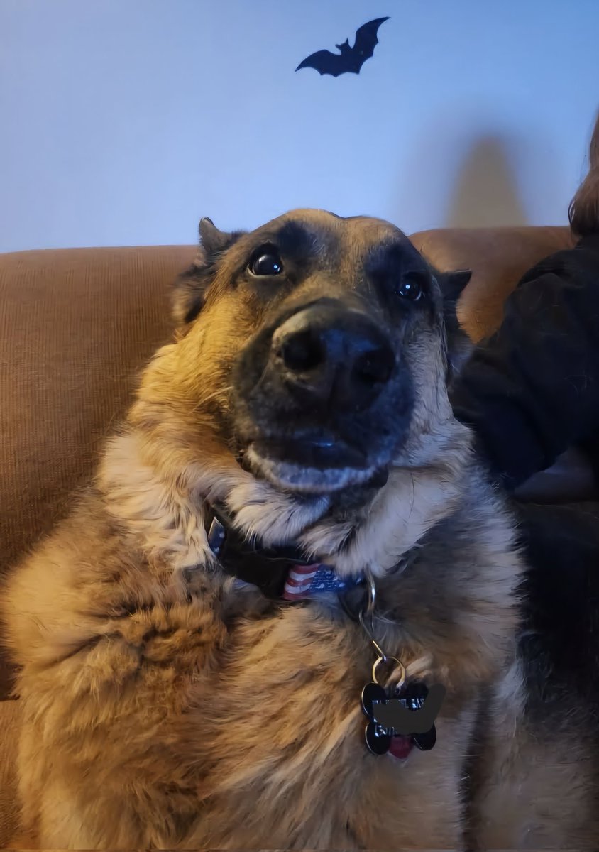 What do you mean it's not time for a biscuit?