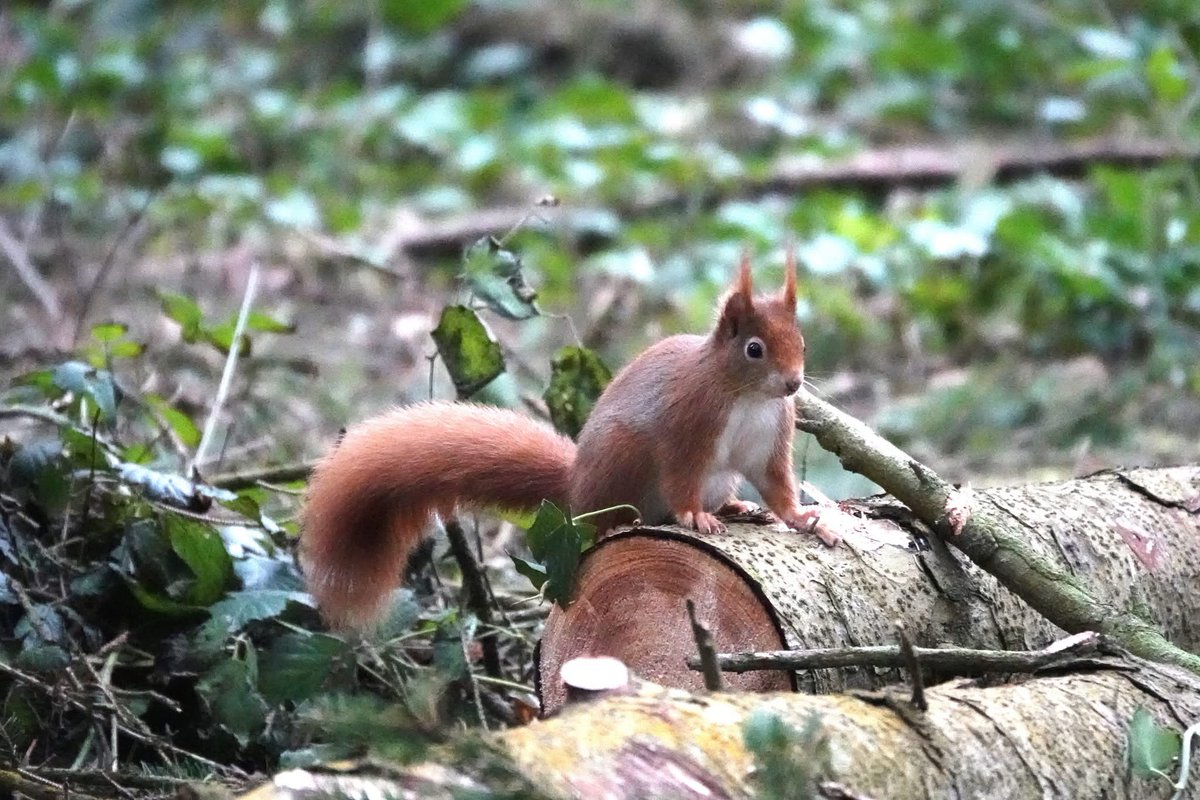 ACHUB PENRHOS / SAVE PENRHOS NATURE RESERVE 🍃💚🍃 tweet media