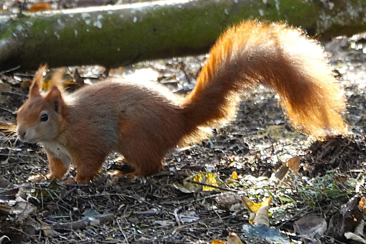 Our Iconic Red squirrels you can see them at Penrhos  at the moment but  can’t promise you they will be there when their habitats  have been  bulldozed and made into a holiday village!   yes they are protected as are their dreys but trees in their habitat are not  📸taken by