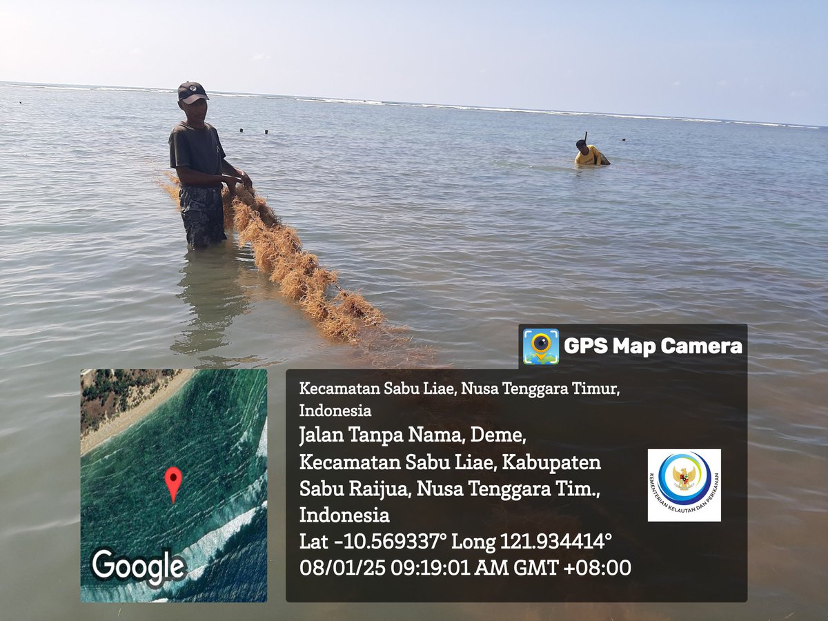 NalleRegi's tweet photo. Rabu (8/1/2025), Regi N. Nalle, S.Pi  Luhkan Kab. Sabu Raijua-NTT, Monitoring pertumbuhan rumput laut jenis Sp yg merupakan bantuan dari YKAN di POKDAKAN Ruba Muri, Desa Deme, Kec. Sabu Liae.
#GiataluhkanSatminkalGONDOL
#SabuRaijua
#LuhLapor
@bppsdm_gondol 
@bppsdm_puslatkp https://t.co/SqASBVpixs