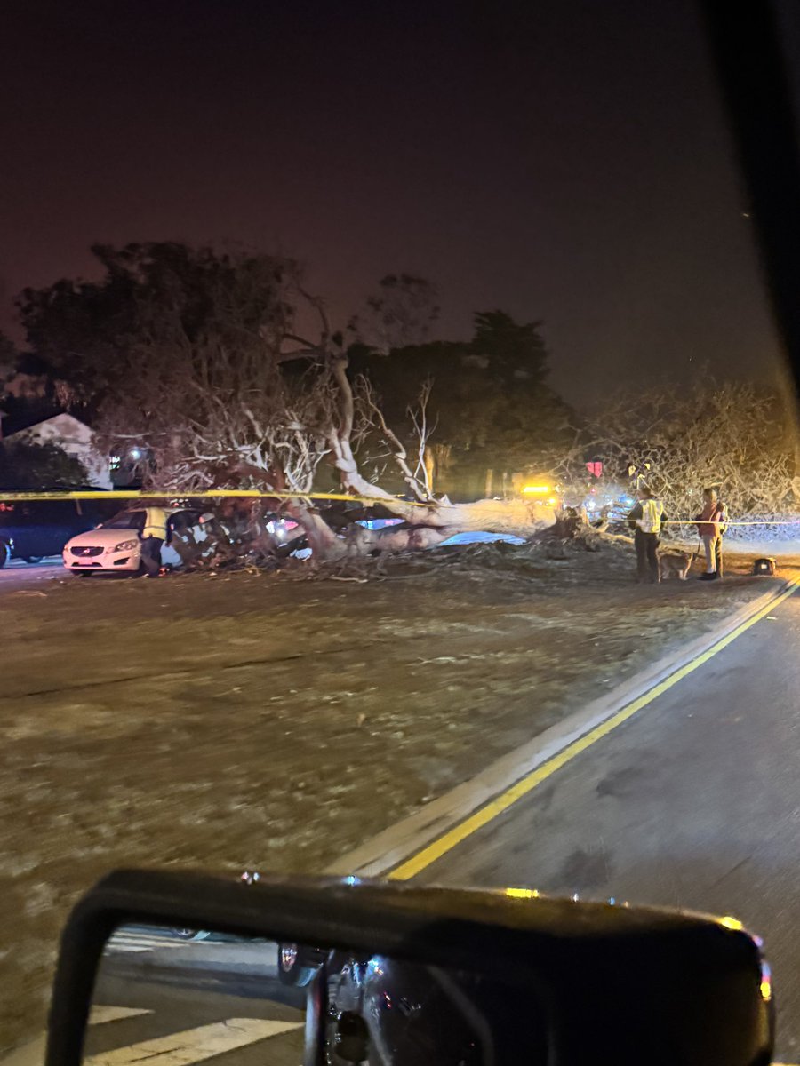 alidecastro's tweet image. Winds upending massive trees in Santa Monica. #PalisadesFire