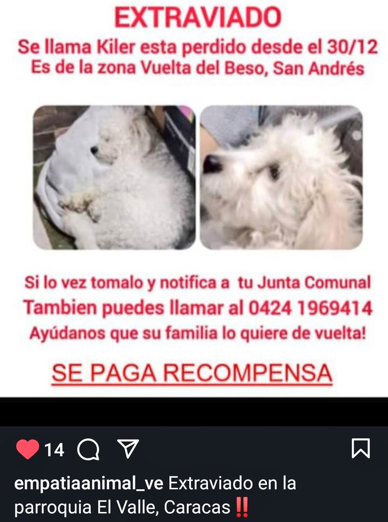 Mary_Jar's tweet photo. URGENTE! Mi gente de El Valle/ Caracas. Peludito extraviado. Si lo ven...se agradece resguardo por favor .

Gracias a todos por difundir.

@PerroUsuario https://t.co/JopEwwhDFp