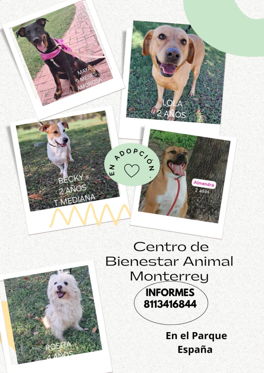 En busca de una familia 🐕🐈‍⬛
BIENESTAR ANIMAL EN MONTERREY en el PARQUE ESPAÑA
 INF 8113416844 <a href="/AtentosMTYSur/">Atentos Mty Sur ¡vecinos en acción!</a> <a href="/AVISOSMTY/">AVISOSMTY</a> <a href="/buscandoajunior/">Buscando a Junior</a> <a href="/DistritoTec/">distritotec</a> <a href="/aztecacomunidad/">#ComunidadAzteca</a>  @gob_mty <a href="/RdzPlatas20/">Mario Rodríguez Platas</a> <a href="/JudithMedrano/">Judith Medrano</a> <a href="/ctcastelo/">Claudia Tapia Castelo</a> #primeroadopta #AdoptaNoCompres