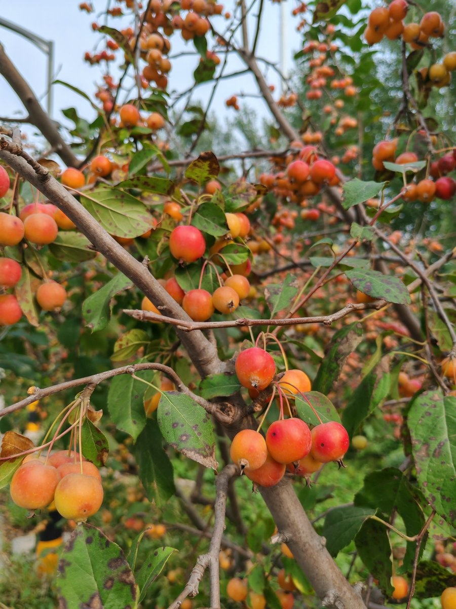 shngidoxhnj's tweet image. #firethorn
RED FIRETHORN