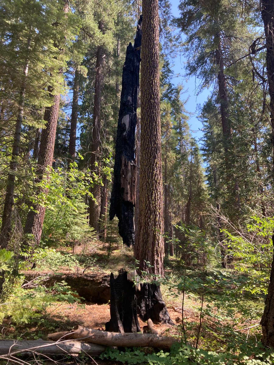 scp-th.wikidot.com/scp-6241