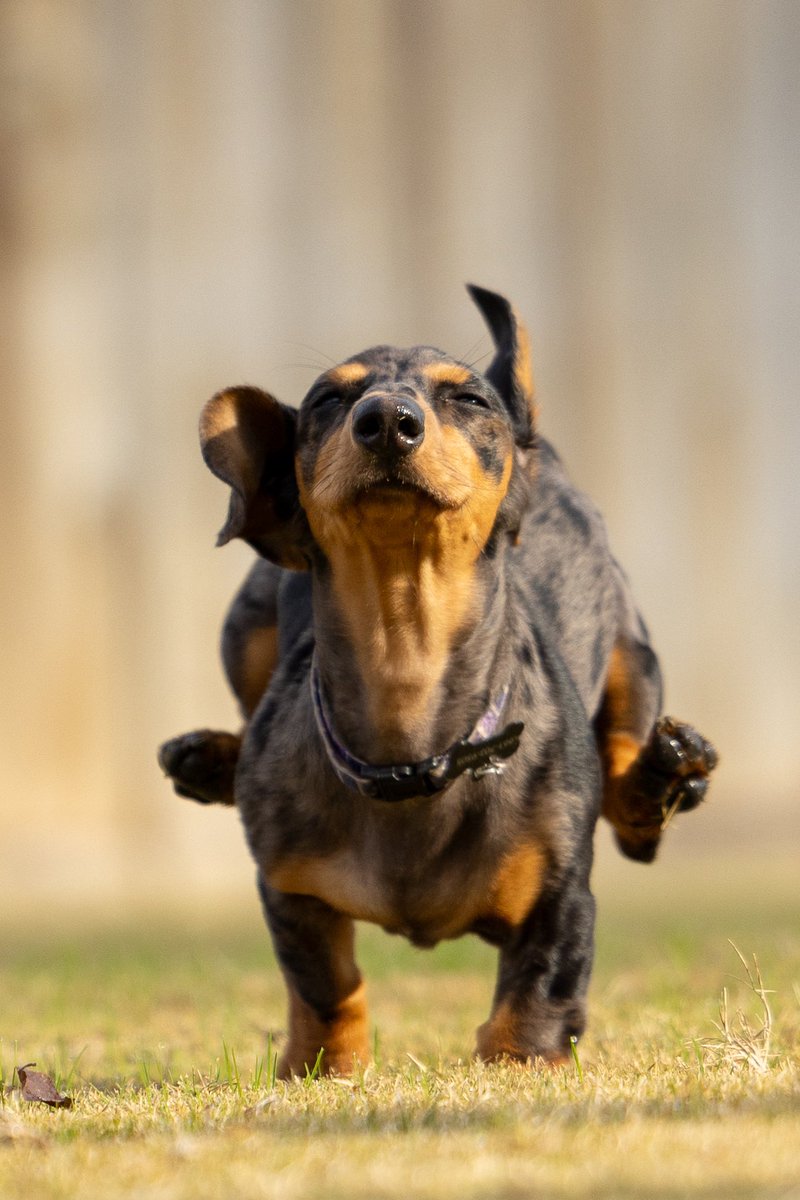 SteveBurro's tweet photo. Pure speed!
#canon R5 #canonusa https://t.co/0P8xltRQ75