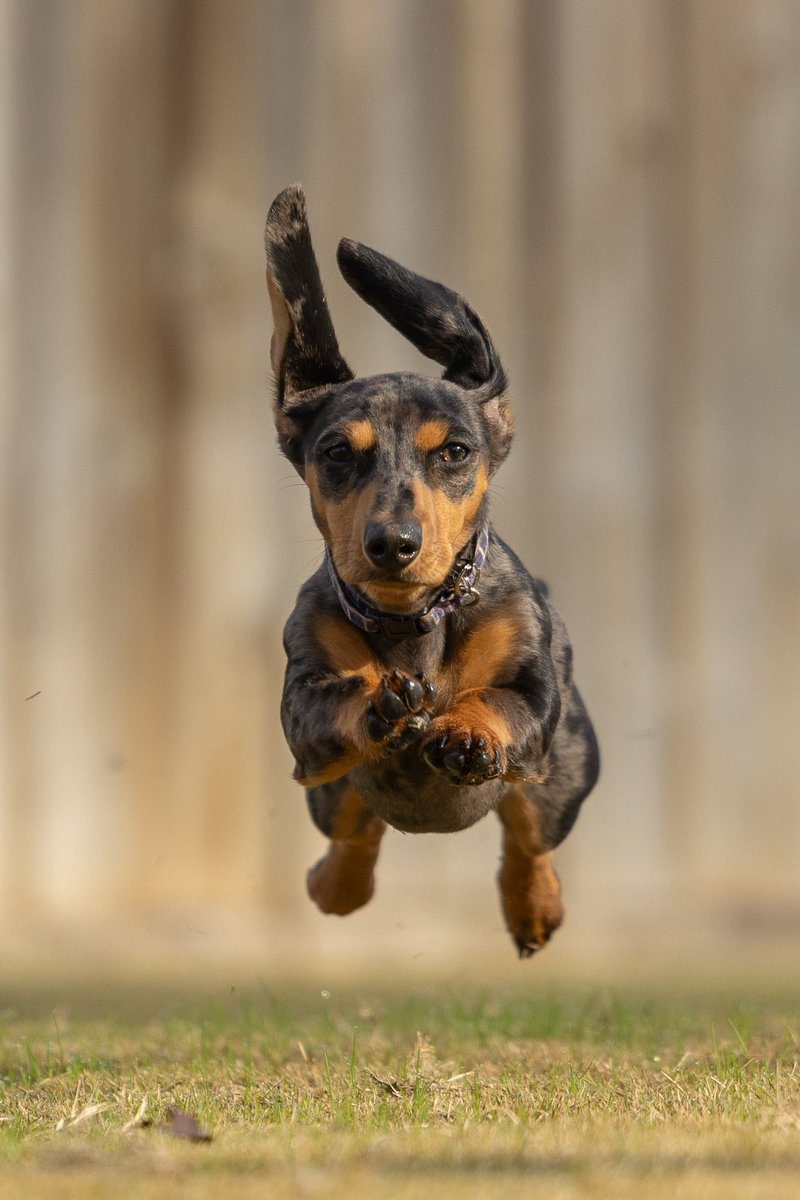 SteveBurro's tweet photo. Pure speed!
#canon R5 #canonusa https://t.co/0P8xltRQ75