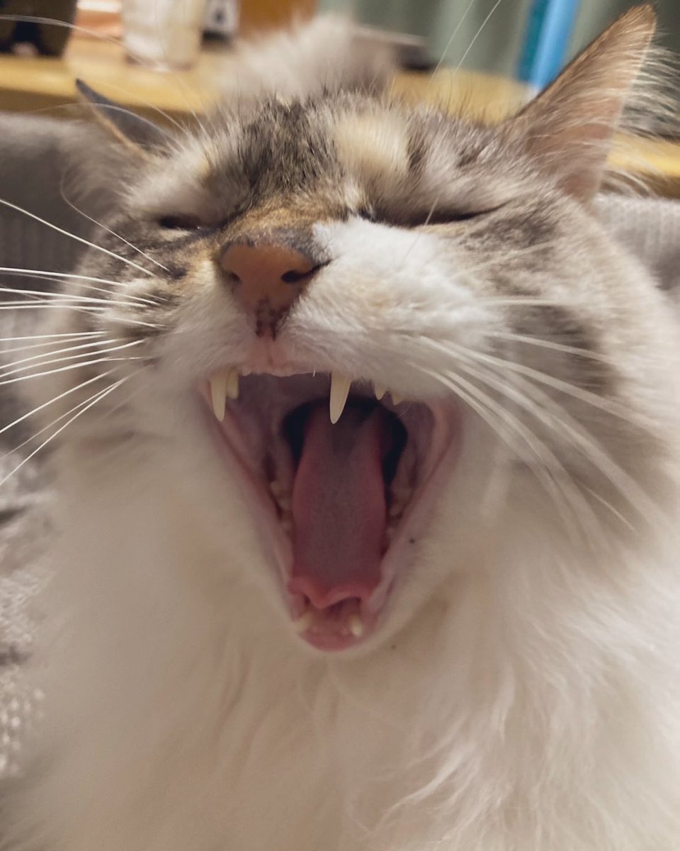 faacocat's tweet photo. ヘビのものまね🐍 https://t.co/S0h2YLHJ5j