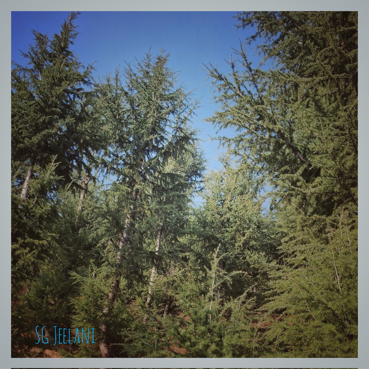 SgJeelani's tweet photo. Happy wensday ❤️ 
Loving Greeness of Loving wood's ❤️ 

#December8th
#foresterwoods
#Wildlife 
#NaturePhotography https://t.co/ilqZKETsQ2