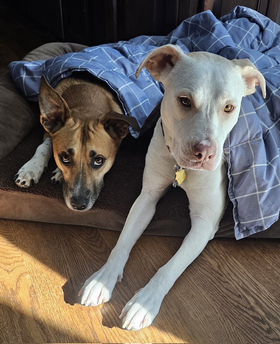 drnik46's tweet image. Had to get a photo in before bed. #DailyRio #RubyRoo