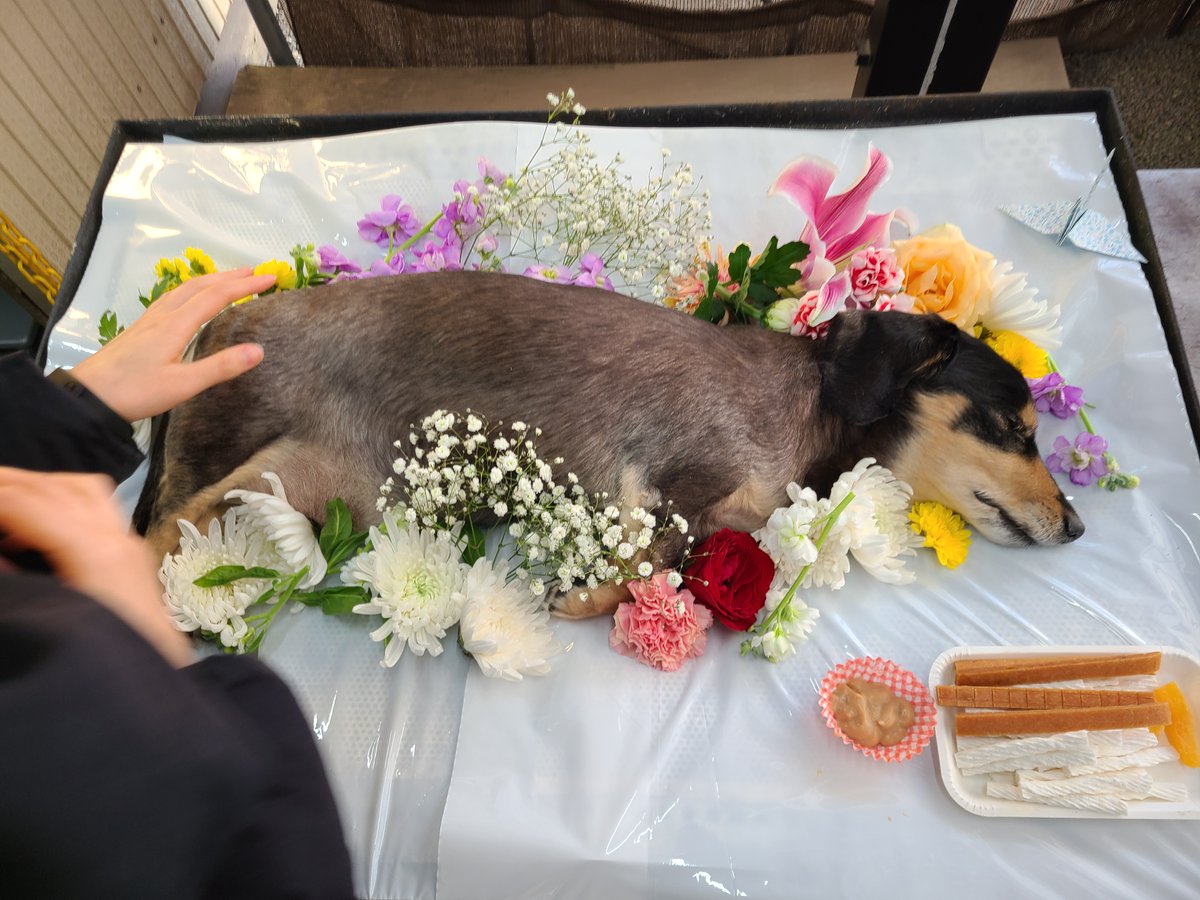 ご無沙汰です。
令和５年１月１日にん太が虹の橋へ旅立ちました。
６年前に真冬の河川敷で捨てられ放浪しているのを保護してからずっと一緒にいました。
４ヵ月前から衰弱してて最近急に体調が悪くなったのですが、最後は人の温もりの中で安らかに逝きました。
今まで応援ありがとうございました。