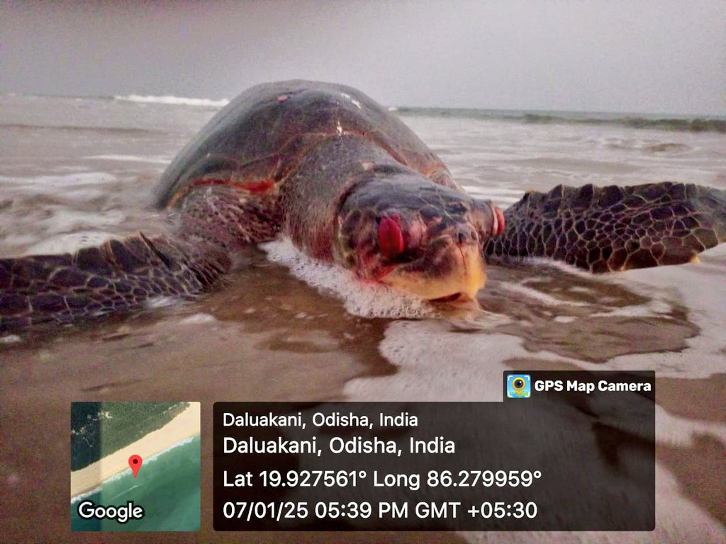 SoumyaMarineWL's tweet photo. TRAGEDY REPEATS!
Mass #OliveRidley killings continue at Devi River Mouth, designated by Hon. Supreme Court since 2003.
How long will we ignore this ecological disaster?
Thousands of turtles are being killed every year, yet local authorities suppress the truth by burying the carcass overnight.
#OliveRidley #TurtleConservation #DeviRiver #MassNestingSite