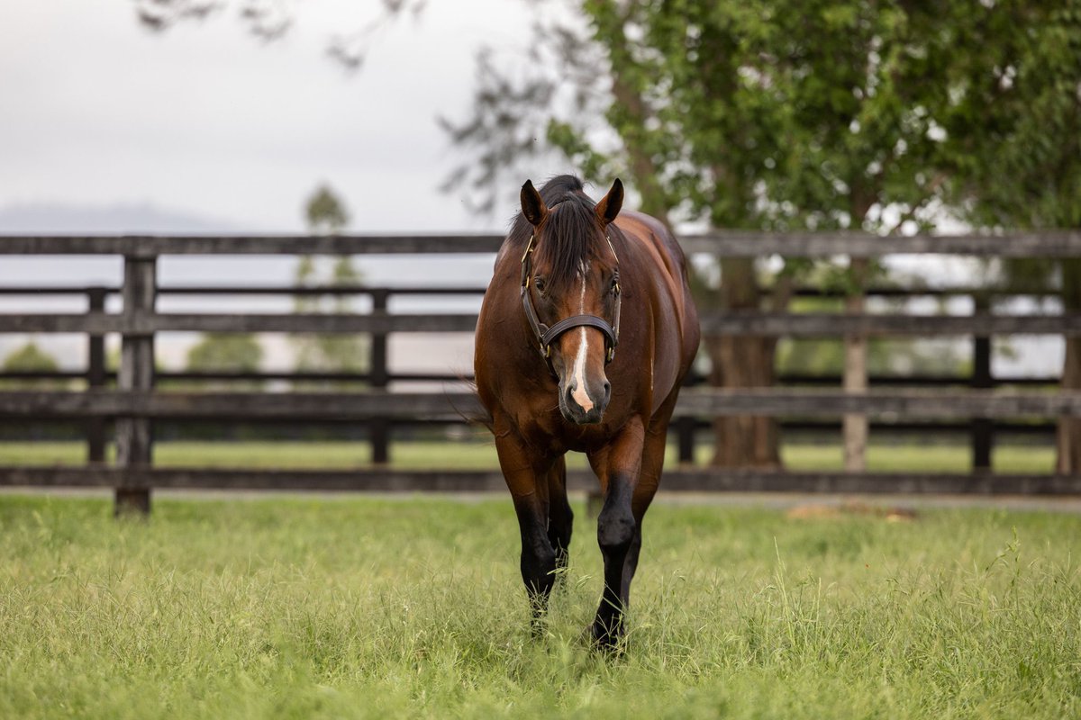Newgate (@newgatefarm) on Twitter photo More golden results for STAY INSIDE⭐️ <a href="/mmsnippets/">Magic Millions</a> ✨
Lot 376 - Stay Inside x Exabelle colt knocks down for $250,000✨
Purchased by <a href="/benny_bkrace/">Benny Vassallo</a> / <a href="/BWiddupRacing/">BradWiddupRacing</a> 💪🏼
Congratulations to vendor/breeder <a href="/SledmereStud/">Sledmere Stud</a> & all involved👏🏼👏🏼 More golden results for STAY INSIDE⭐️ <a href="/mmsnippets/">Magic Millions</a> ✨
Lot 376 - Stay Inside x Exabelle colt knocks down for $250,000✨
Purchased by <a href="/benny_bkrace/">Benny Vassallo</a> / <a href="/BWiddupRacing/">BradWiddupRacing</a> 💪🏼
Congratulations to vendor/breeder <a href="/SledmereStud/">Sledmere Stud</a> & all involved👏🏼👏🏼