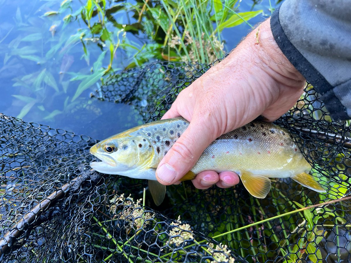 The grace of shadows.