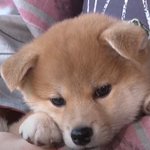 豆助 81+JvrxFw4L._AC_UF350,