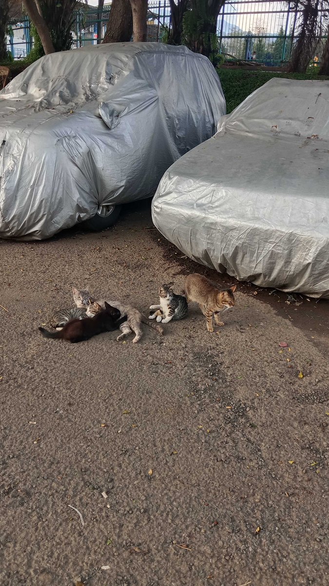 jutdaebin's tweet image. based on these four faceless pics, which skz member vibe do i give off?