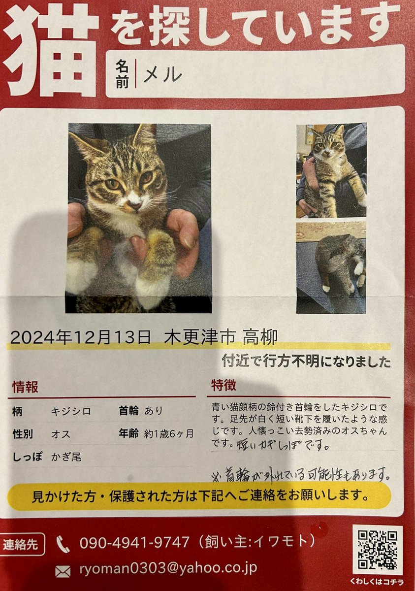 hidepp3's tweet photo. 【 迷��猫 😿 情報希望 】

拡散の依頼を頂きました

３週間ほど前に居なくなったそうです
片側の口まわりだけ色付いてるのが特徴かな？

巌根〜高砂〜高柳 近辺にいる率が高い？

目撃情報等が有れば飼い主さんまで 連絡してあげて下さい🙏

#迷い猫 #ねこ #探してます https://t.co/IPjSh0TrIT