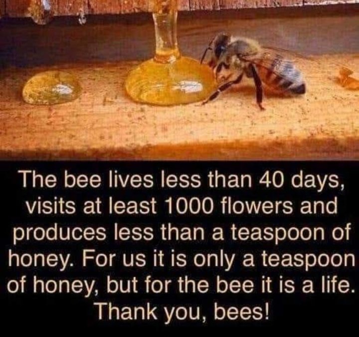JimThom90458694's tweet photo. Australian bee keepers. https://t.co/hLP9DpaHHm