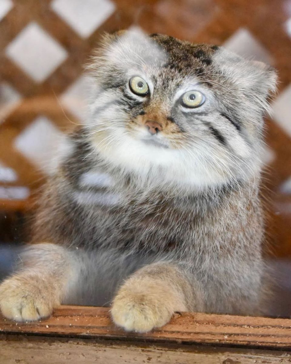 Grumpy Manul (@grumpy_manul) on Twitter photo 