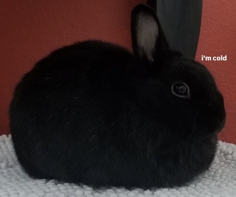 Bunnies tweet media