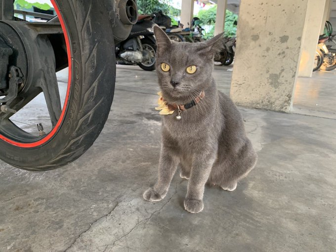 CatsterClub's tweet photo. 🏠หาบ้านให้น้องแมว🏠

เนื่องจากเจ้าของเสียชีวิตค่ะ น้องแมวตัวเมีย อายุประมาณ 6 ปีขึ้นไปค่ะ น้องใจดี เรียบร้อย สีเทาสวย พิกัด: เสรีไทย กทม. สนใจทักสอบถาม หรือติดต่อคุณปูน 0628821900

ใครสนใจรับดูแลติดต่อหาเจ้าของได้เลยนะคะ หรือ ช่วยกันรีกระจายข่าวก็ได้ค่า มาช่วยกันหาบ้านอันอบอุ่นให้น้องกันนะคะ