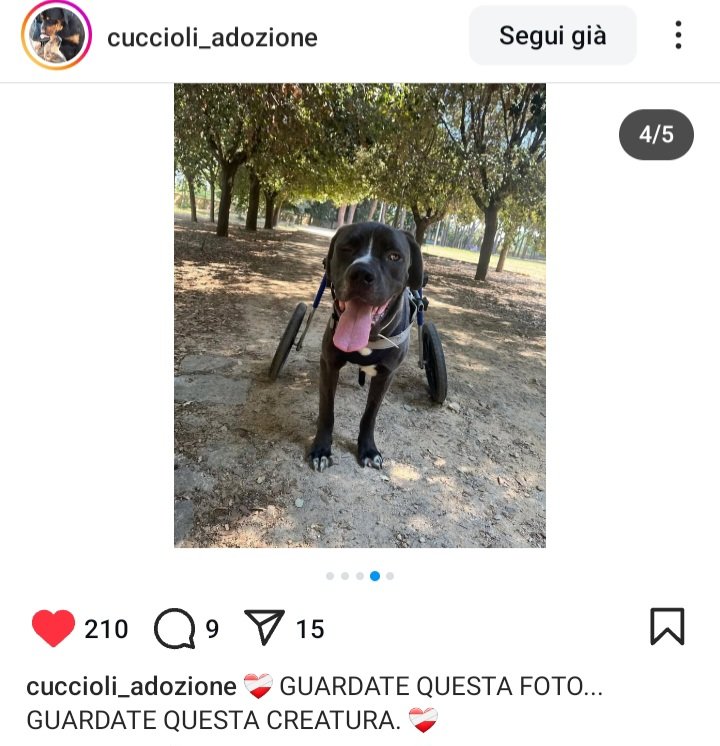 zampa_qua's tweet photo. URGENTE 🆘🆘🆘🆘 ☎️3356155893🐕"Guardano sperando anche loro di essere adottati un giorno"VAREN 4 anni ,investito recuperato in condizioni gravi,lui sorride e veramente un bellissimo cane ma soprattutto bravo,ha bisogno di una famiglia ADOTTATELO #adotta 🙏🏡 https://t.co/dZZVLmE50U