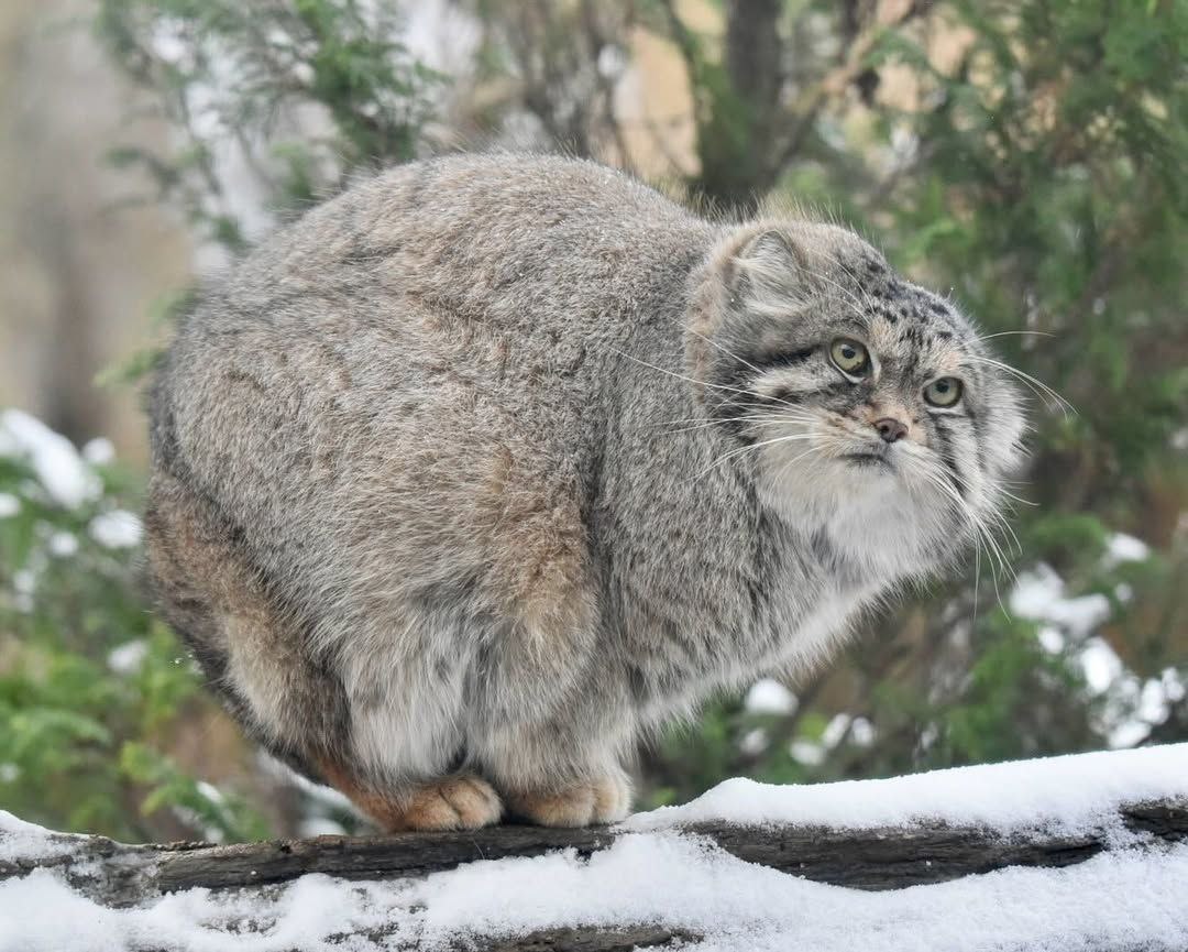 Grumpy Manul (@grumpy_manul) on Twitter photo 