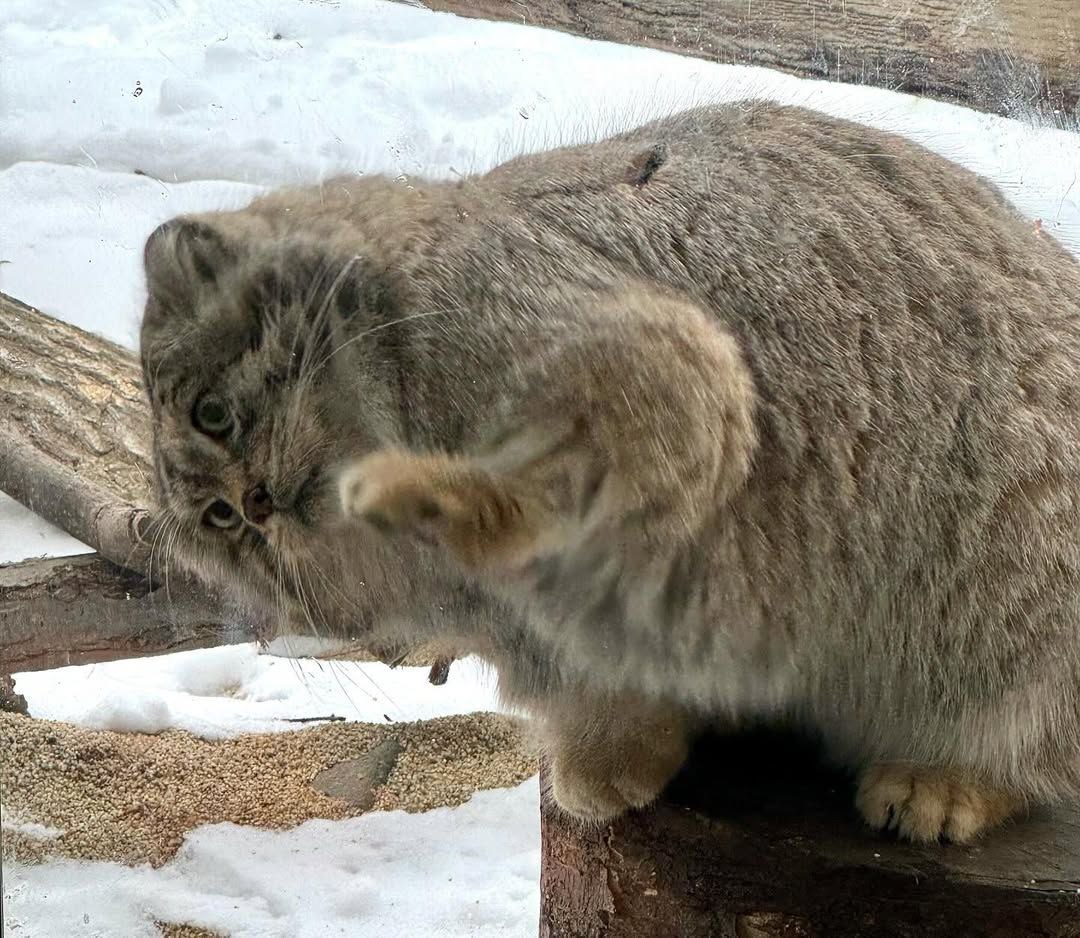 Grumpy Manul (@grumpy_manul) on Twitter photo 