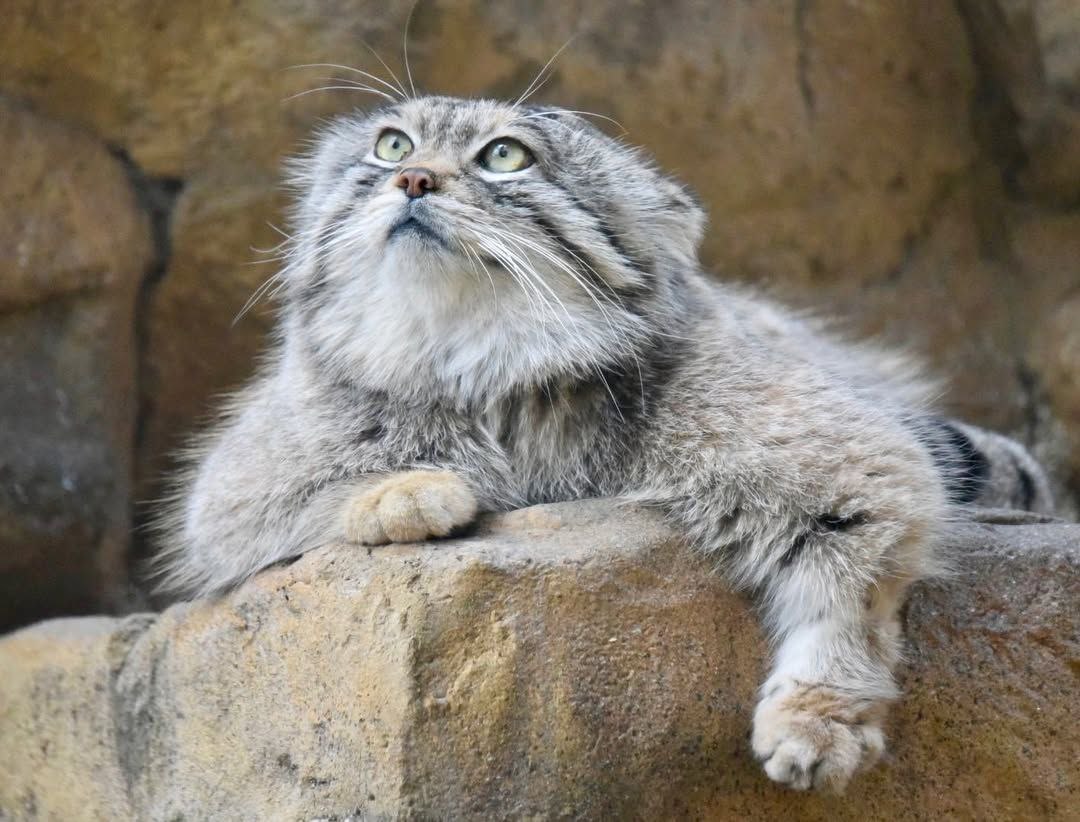 Grumpy Manul (@grumpy_manul) on Twitter photo 