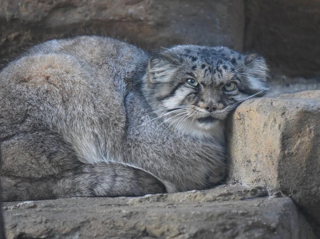 Grumpy Manul (@grumpy_manul) on Twitter photo 